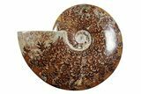 Polished Ammonite (Cleoniceras) Fossil - Madagascar #339116-1